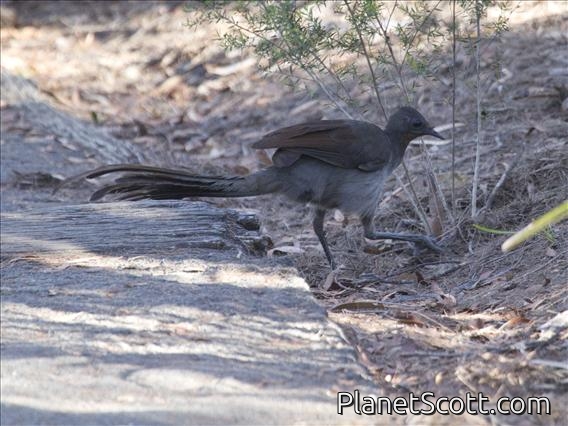 Superb Lyrebird (Menura novaehollandiae)