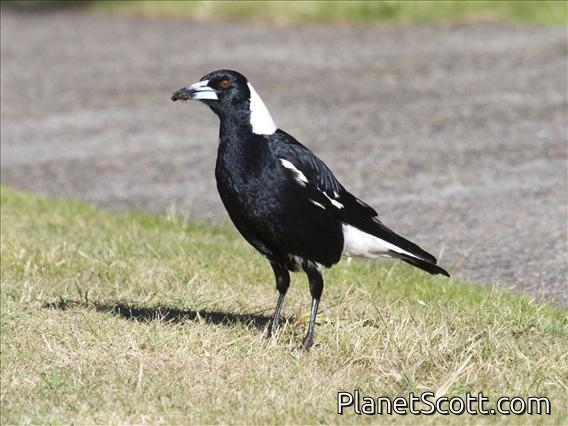 Australasian Magpie (Gymnorhina tibicen)