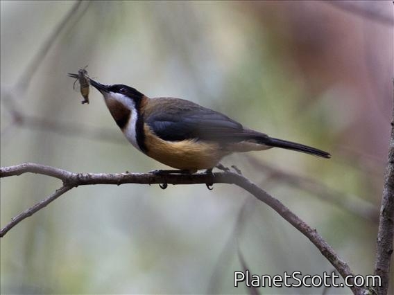 Eastern Spinebill (Acanthorhynchus tenuirostris)