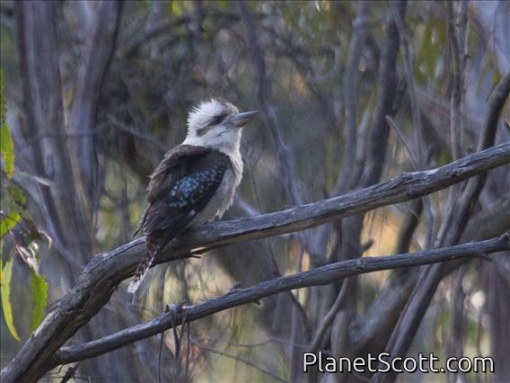 Laughing Kookaburra (Dacelo novaeguineae)