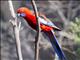 Crimson Rosella (Platycercus elegans)