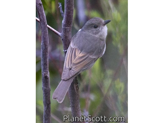 Golden Whistler (Pachycephala pectoralis) - Immature