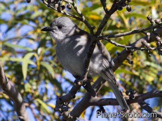 Gray Shrike-thrush (Colluricincla harmonica harmonica)