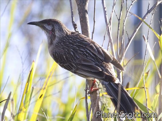 Red Wattlebird (Anthochaera carunculata)