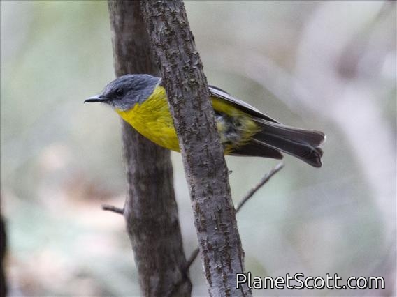 Eastern Yellow Robin (Eopsaltria australis)