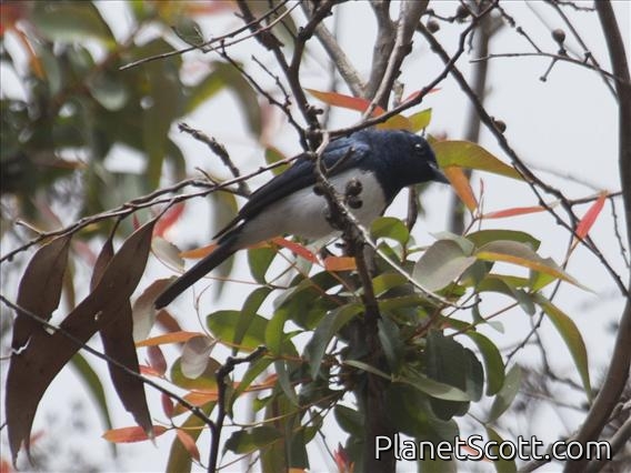 Satin Flycatcher (Myiagra cyanoleuca)