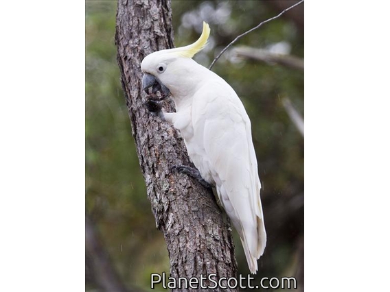 Sulphur-crested Cockatoo (Cacatua galerita)