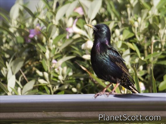 European Starling (Sturnus vulgaris)
