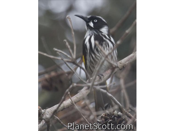 New Holland Honeyeater (Phylidonyris novaehollandiae)
