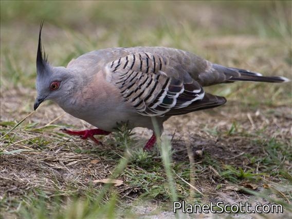 Crested Pigeon (Ocyphaps lophotes)