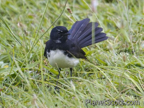 Willie-wagtail (Rhipidura leucophrys)