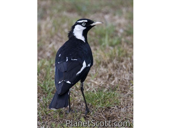 Magpie-lark (Grallina cyanoleuca)