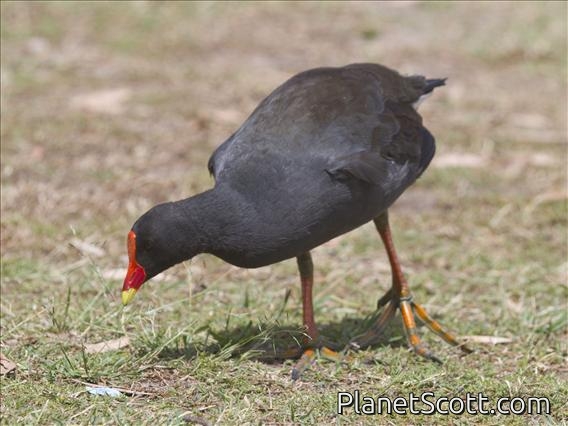 Dusky Moorhen (Gallinula tenebrosa)