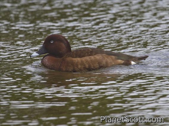 White-eyed Duck (Aythya australis)