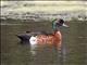 Chestnut Teal (Anas castanea)