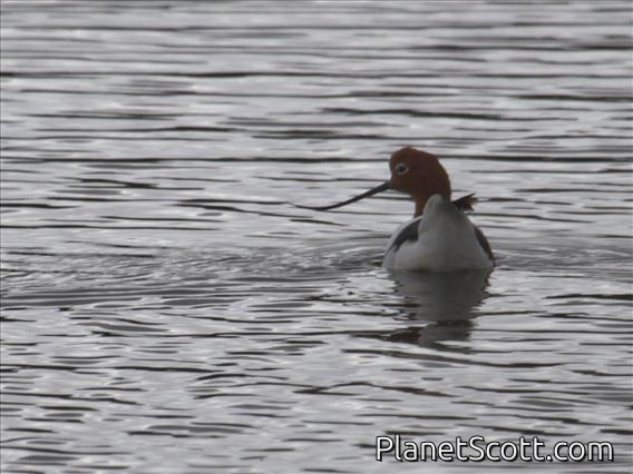Red-necked Avocet (Recurvirostra novaehollandiae)