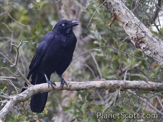 Australian Raven (Corvus coronoides)