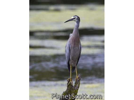 White-faced Heron (Egretta novaehollandiae)