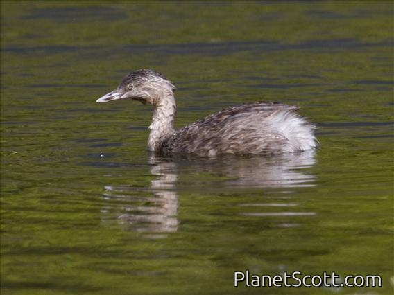Hoary-headed Grebe (Poliocephalus poliocephalus)