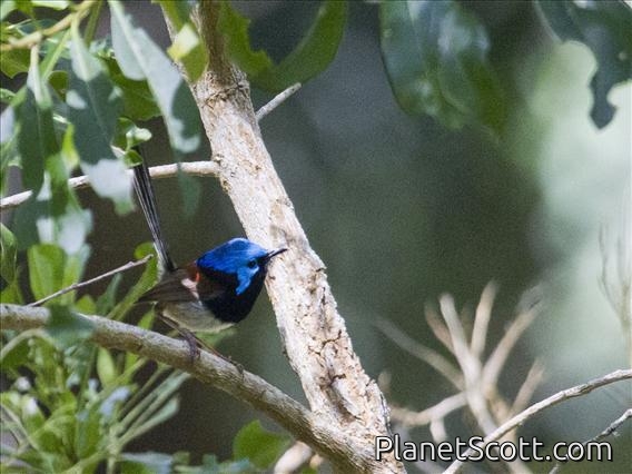Variegated Fairywren (Malurus lamberti) - Male