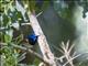 Variegated Fairywren (Malurus lamberti) - Male