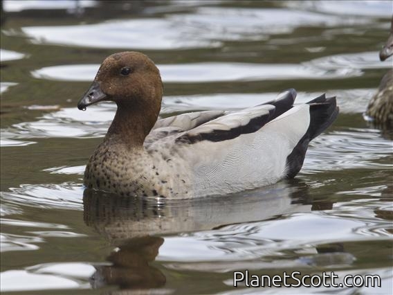 Maned Duck (Chenonetta jubata)