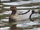 Maned Duck (Chenonetta jubata)