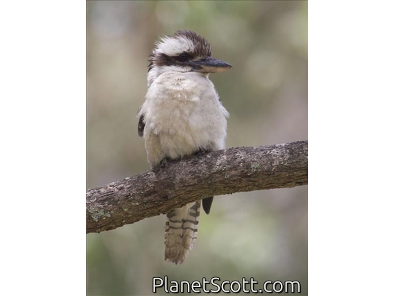 Laughing Kookaburra (Dacelo novaeguineae)