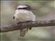 Laughing Kookaburra (Dacelo novaeguineae)