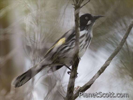 New Holland Honeyeater (Phylidonyris novaehollandiae)