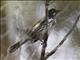 New Holland Honeyeater (Phylidonyris novaehollandiae)