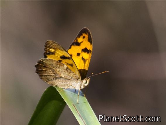 Wonder Brown (Heteronympha mirifica)