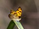 Wonder Brown (Heteronympha mirifica)