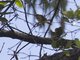 Striated Thornbill (Acanthiza lineata)
