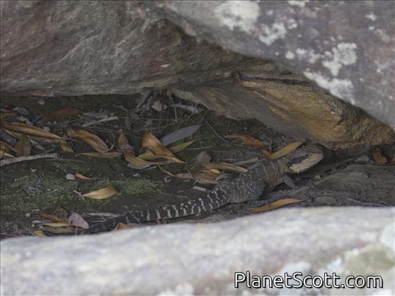 Australian Water Dragon (Physignathus lesueurii)
