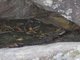 Australian Water Dragon (Physignathus lesueurii)