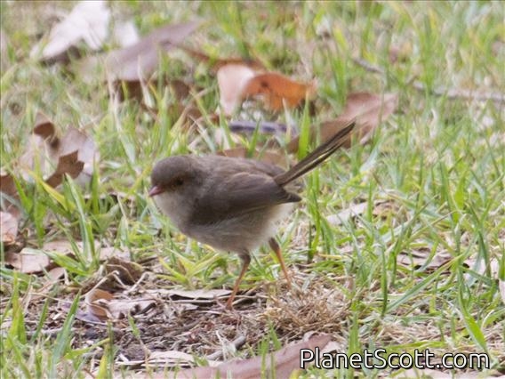 Superb Fairywren (Malurus cyaneus) - Female