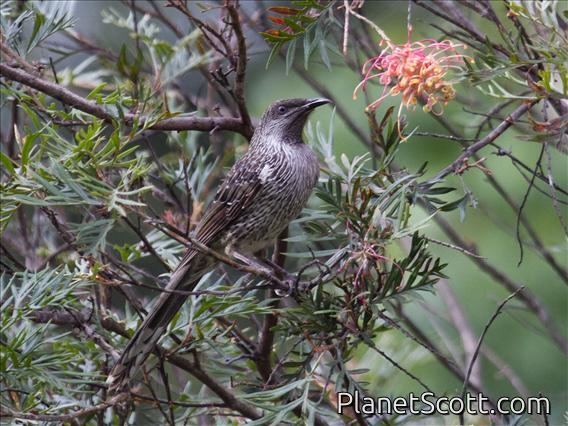 Little Wattlebird (Anthochaera chrysoptera)