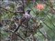 Little Wattlebird (Anthochaera chrysoptera)