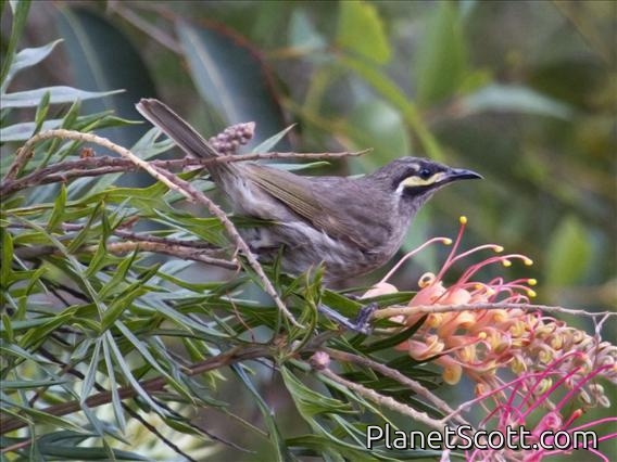 Yellow-faced Honeyeater (Caligavis chrysops)