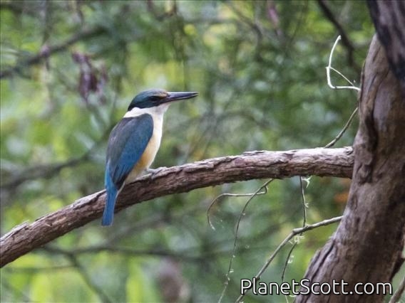 Sacred Kingfisher (Todiramphus sanctus)