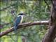 Sacred Kingfisher (Todiramphus sanctus)