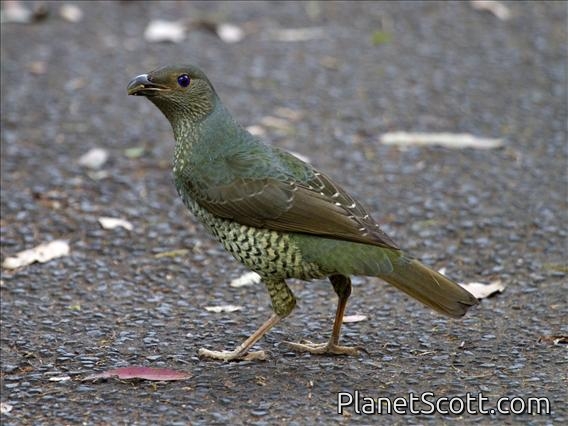 Satin Bowerbird (Ptilonorhynchus violaceus) - Female