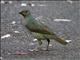 Satin Bowerbird (Ptilonorhynchus violaceus) - Female