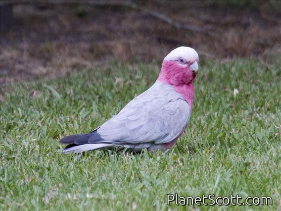 Galah (Eolophus roseicapillus)