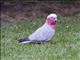 Galah (Eolophus roseicapillus)