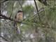 Fan-tailed Cuckoo (Cacomantis flabelliformis)