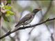 Olive-backed Oriole (Oriolus sagittatus)