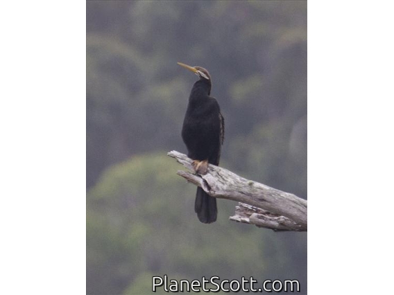 Australasian Darter (Anhinga novaehollandiae)