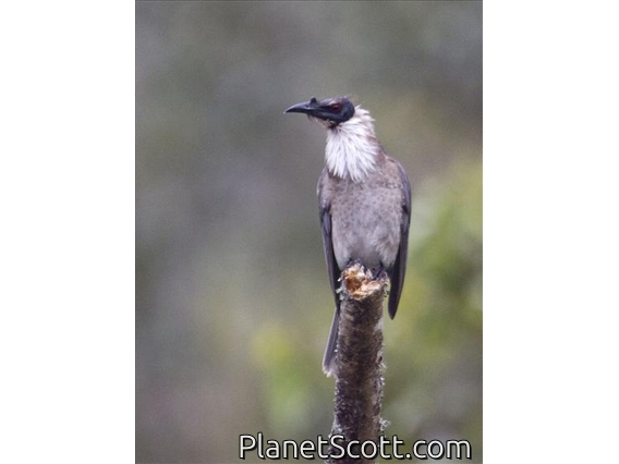 Noisy Friarbird (Philemon corniculatus)